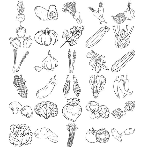 Vegetables Hand Drawn Doodle Line Art Outline Set Vegetables Hand Drawn Doodle Line Art Outline Set Containing Avocado, Artichoke, Asparagus, Corn, Mushroom, Broccoli, Cauliflower, Cucumber, Bell pepper, Chilli, Tomato, Carrot, Pumpkin, Cabbage, Potato, Eggplant, Sweet potato, Turnip, Zucchini, Onion, Lettuce, Radish, Pea, Celery, Beetroot, Olive, Garlic, Fennel, Spring Onion, Parsley scallion stock illustrations