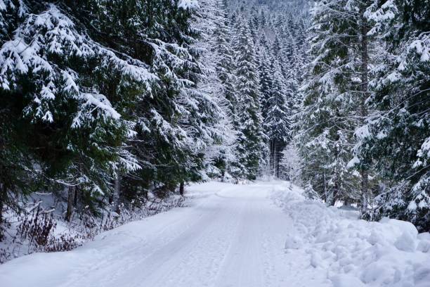 istock Walking path in winter. A snow-covered path for walking in Germany. Walk along the snow-covered path of Bavaria. 1423909482