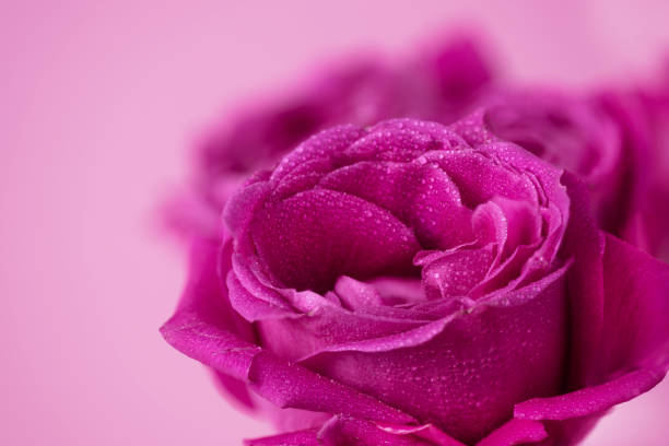 pink flower and dew drops on it, cosmetics
