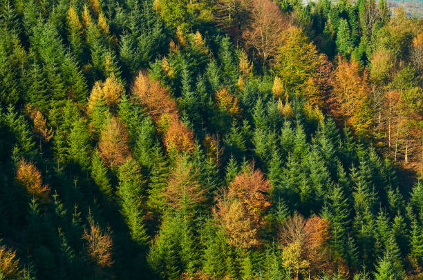 istock Colorful pine trees in autumn 1423911278