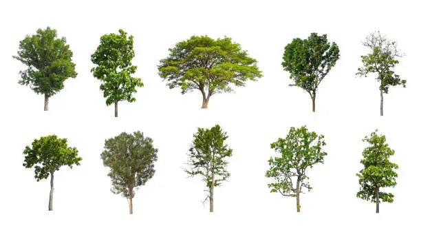 Photo of Set of Isolated trees on white background , The collection of trees