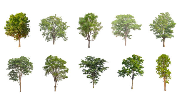istock Set of Isolated trees on white background 1423911531