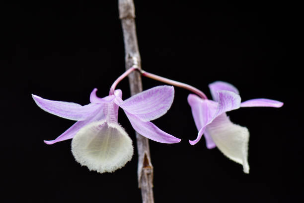 istock Beautiful Orchid in Black Background 1423911625