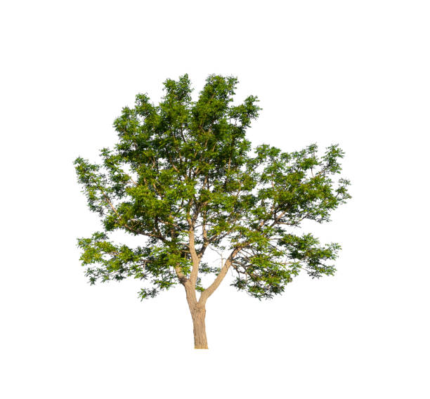 istock Trees that are isolated on a white background are suitable for both printing and web pages 1423911675