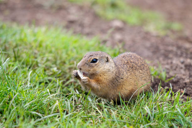 The European ground squirrel eating seeds. The Muranska planina plateau national park in central Slovakia, Europe.