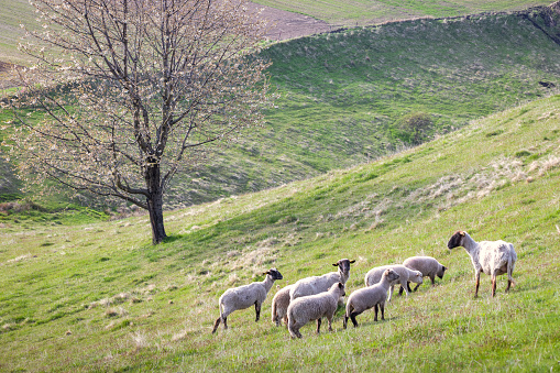 Motif of a spring rural landscape with grazing sheep on a grassy meadow. The Hrinova village in Slovakia, Europe.