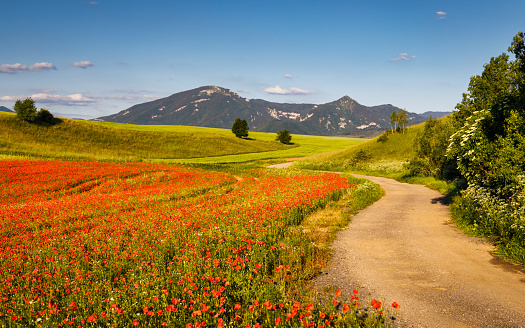 Sunny spring rural landscape, a field path along a poppy field. Turiec Valley in Slovakia, Europe.