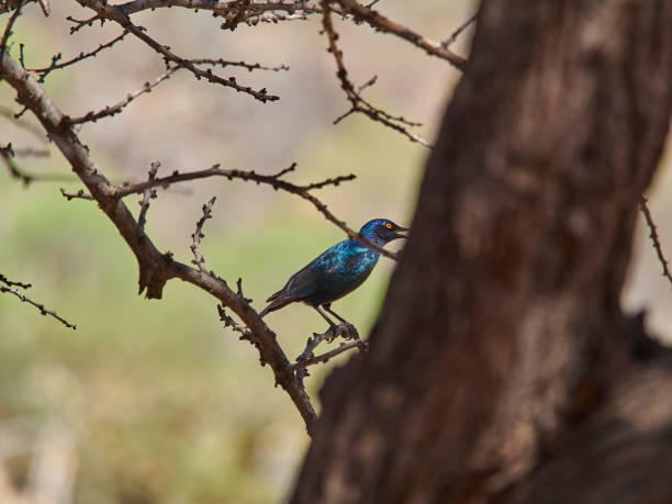 istock Lamprotornis a large glossy starling, sitting in Mopane tree 1423913833