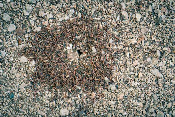 Ants carry grain around their nests in a circular fashion. From afar, this anthill looks like a galaxy with a black hole at its center.