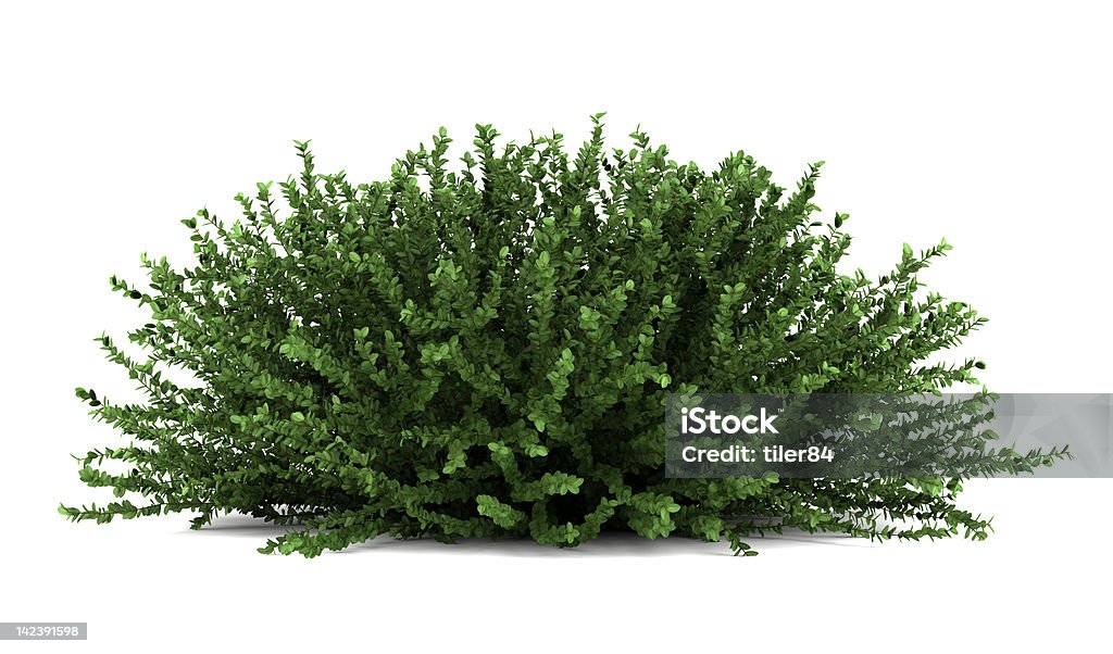 Coral Beauty Bush Isolated On White Background Stock Photo - Download Image  Now - Bush, Cut Out, White Background - iStock