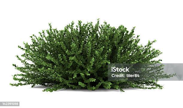 Coral Beauty Bush Isolated On White Background Stock Photo - Download Image Now - Bush, Cut Out, White Background