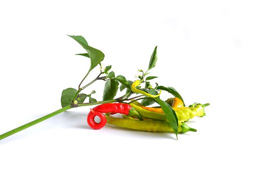Branch of cayenne pepper with leaves, buds, flowers and fruits. Fresh red, yellow and green pepper pods on a white background.