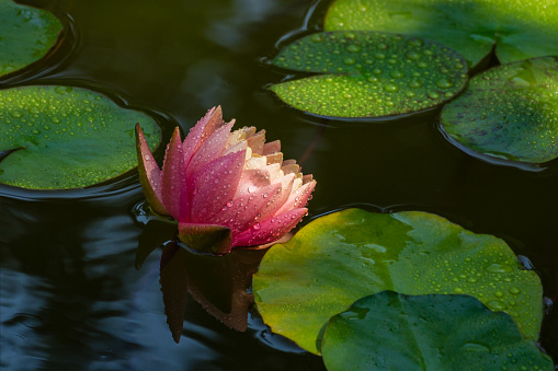 Big amazing bright pink-yellow water lily or lotus flower Perry's Orange Sunset in garden pond. Water lily with water drops, reflected in water. Flower landscape for nature wallpaper