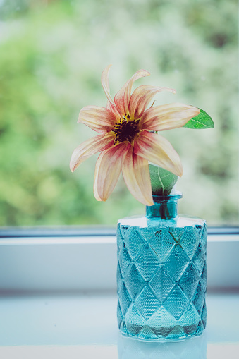 A small  Procut Plum Sunflower in blue glass vase