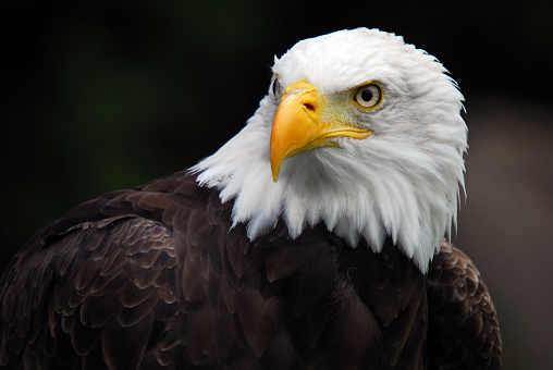 A majestic bald eagle soars over Lake Coeur d'Alene.