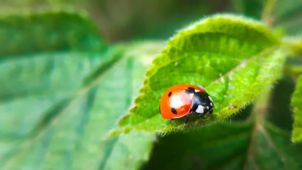 istock Close up macro of seven spotted ladybird 1423922200