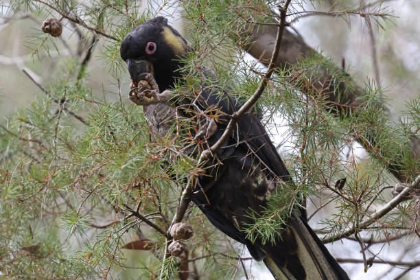 istock Yellow-tailed Black Cockatoo 1423923515