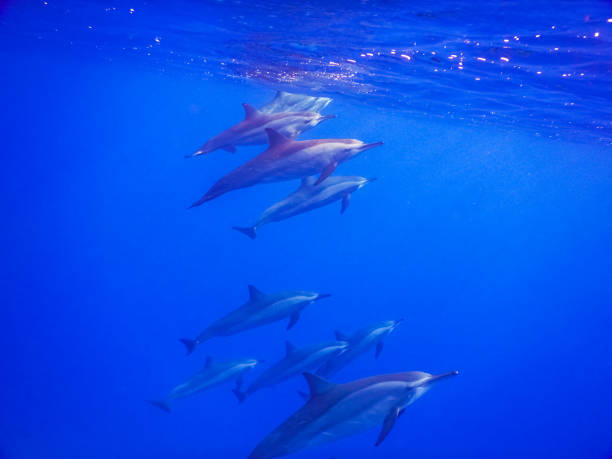istock all dolphins swimming to the surface in blue water 1423923715