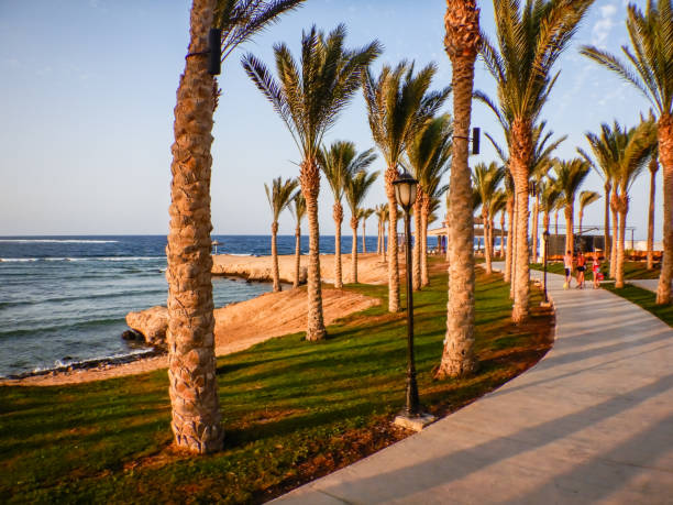 istock amazing beach with grass palm trees and a path to walk into the sunset on vacation 1423923722