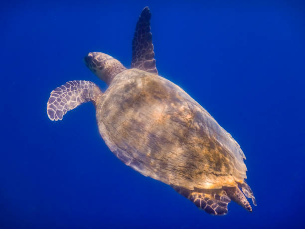 istock green sea turtle swims to the surface in deep blue water view from the side 1423923738
