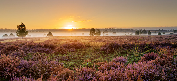 Sunrise on the Sallandse Heuvelrug (national park) over a blooming Heather field with a little fog in the background.