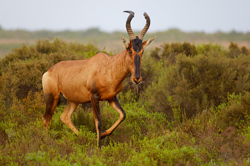 Red Hartebeest walking on the South African (Albertina) steppe