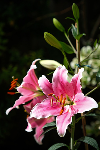 Flowering pink Stargazer lily plant growing from bulb