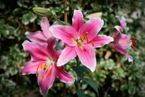 giglio rosa 'stargazer' fiori in un giardino all'inglese - giglio giapponese foto e immagini stock