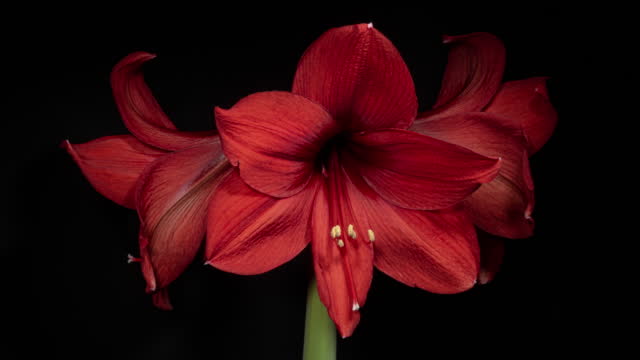 Red Amaryllis Flower Bud Opens in Time Lapse on a Black Background. Perfect Spring Plant Hippeastrum Grows Up Fast in Timelapse. Perfect Blooming Houseplant