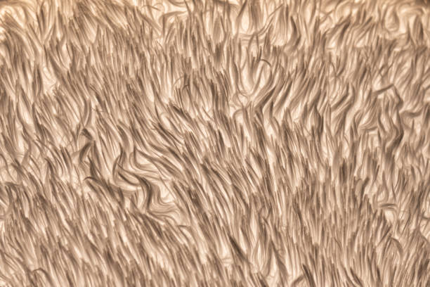 istock abstract fur wavy backdrop with no people 1423932077