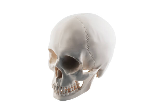 istock Human skull isolated on white background with clipping path 1423932644