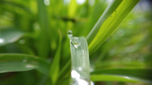 istock Like a crystal sitting on the grass 1423935513