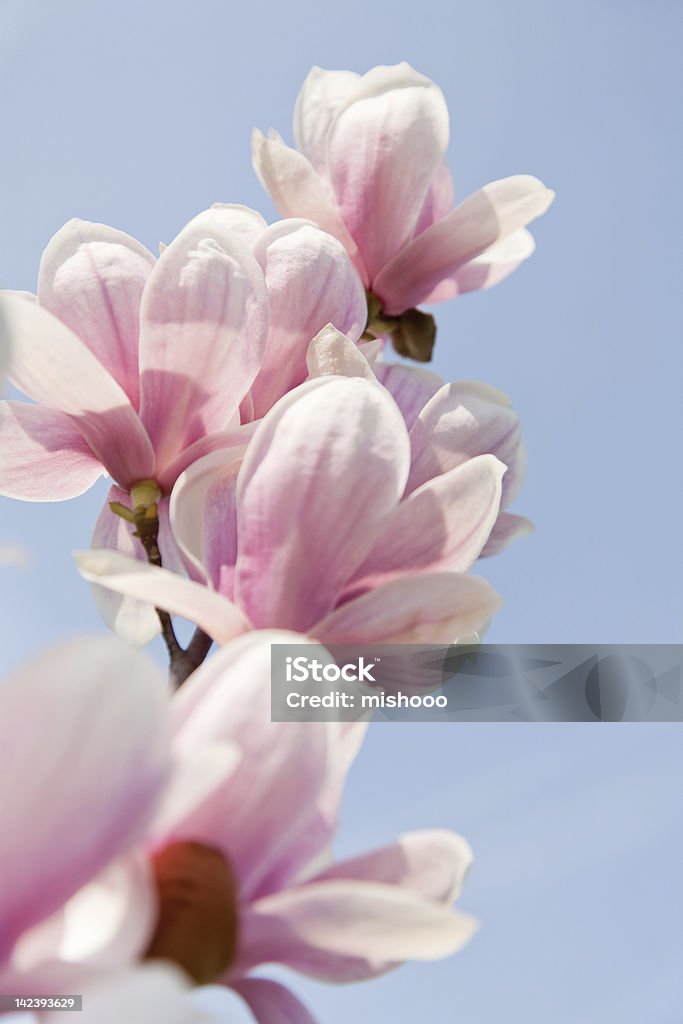 magnolia flores cor-de-rosa - Foto de stock de Azul royalty-free