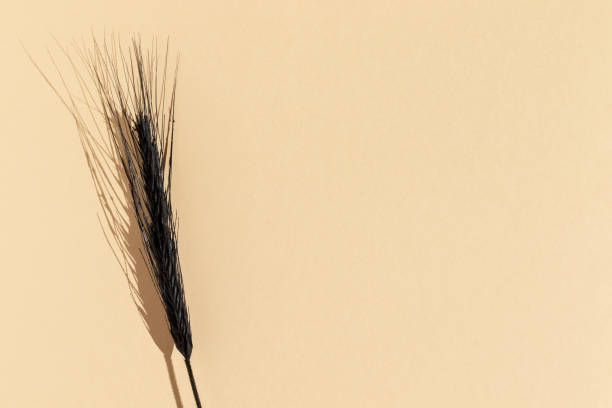 istock Black wheat ear on a beige background. 1423936609