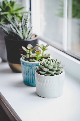 Potted succulent plants (Echeveria, Jade plant and Haworthia) on window sill
