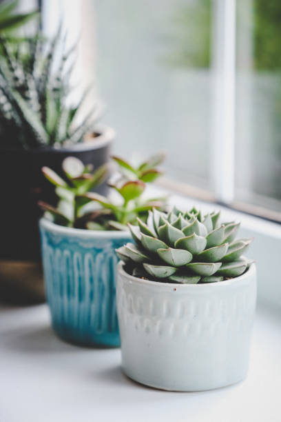 Potted succulent plants (Echeveria, Jade plant and Haworthia) on window sill