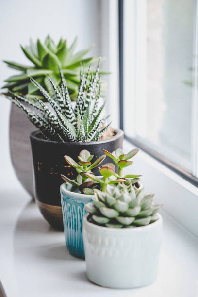 istock Various succulent plants in handmade pots 1423937249