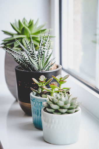 Potted succulent plants (Echeveria, Jade plant and Haworthia) on window sill