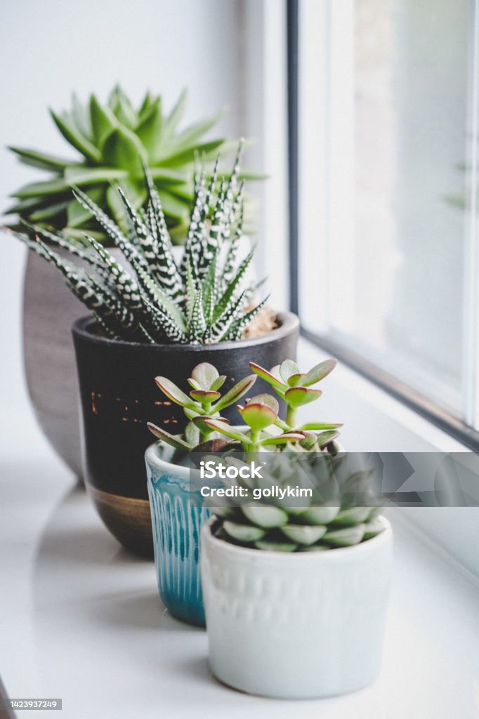 Various succulent plants in handmade pots Potted succulent plants (Echeveria, Jade plant and Haworthia) on window sill Houseplant Stock Photo