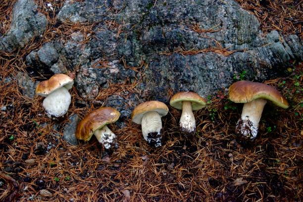 istock Incredible penny bun mushrooms 1423937341