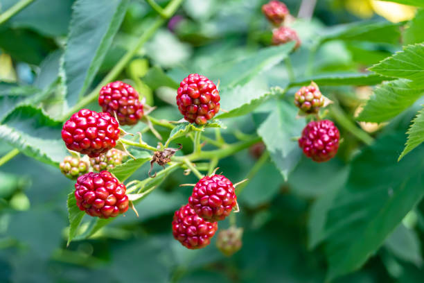 istock Photography on theme beautiful berry branch blackberry bush 1423938043