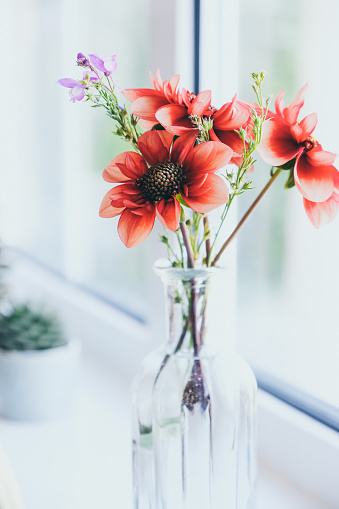 Beautiful Dahlia flower in glass vase, zero flower miles concept