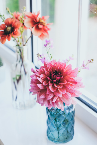 Beautiful Dahlia flower in glass vase, zero flower miles concept