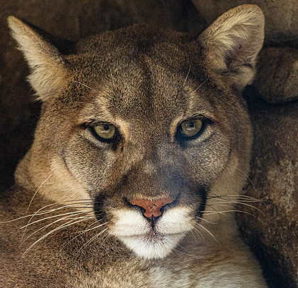 The cougar, Puma concolor,  also known as the puma, mountain lion, catamount, or panther, is a large cat native to the Americas, second only in size to the stockier jaguar. Kalispell, Montana.
