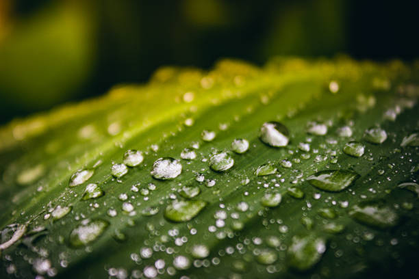 istock water drops above a green leaf 1423940398