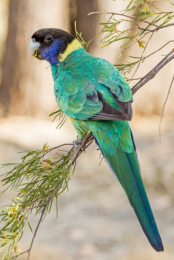 Local variant of the Ringneck Parrot with bold colours.
