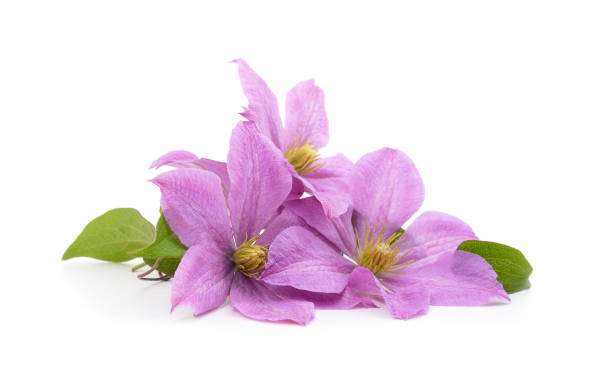 istock Purple clematis with green leaves. 1423942540