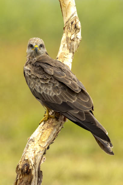 istock Black Kite in Queensland Australia 1423942806