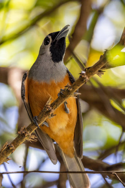 istock Black-faced Monarch in Queensland Australia 1423942835