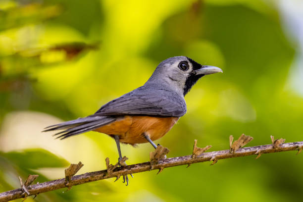 istock Black-faced Monarch in Queensland Australia 1423942847
